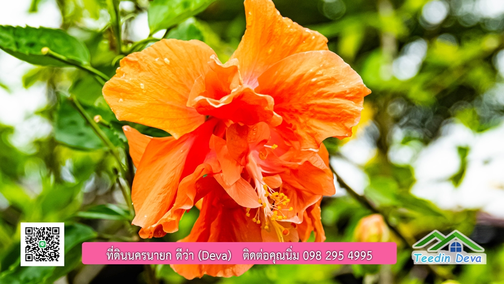 ขายบ้านสวน กลางนา วิวเขาใหญ่ ต.สาริกา อ.เมือง จ.นครนายก