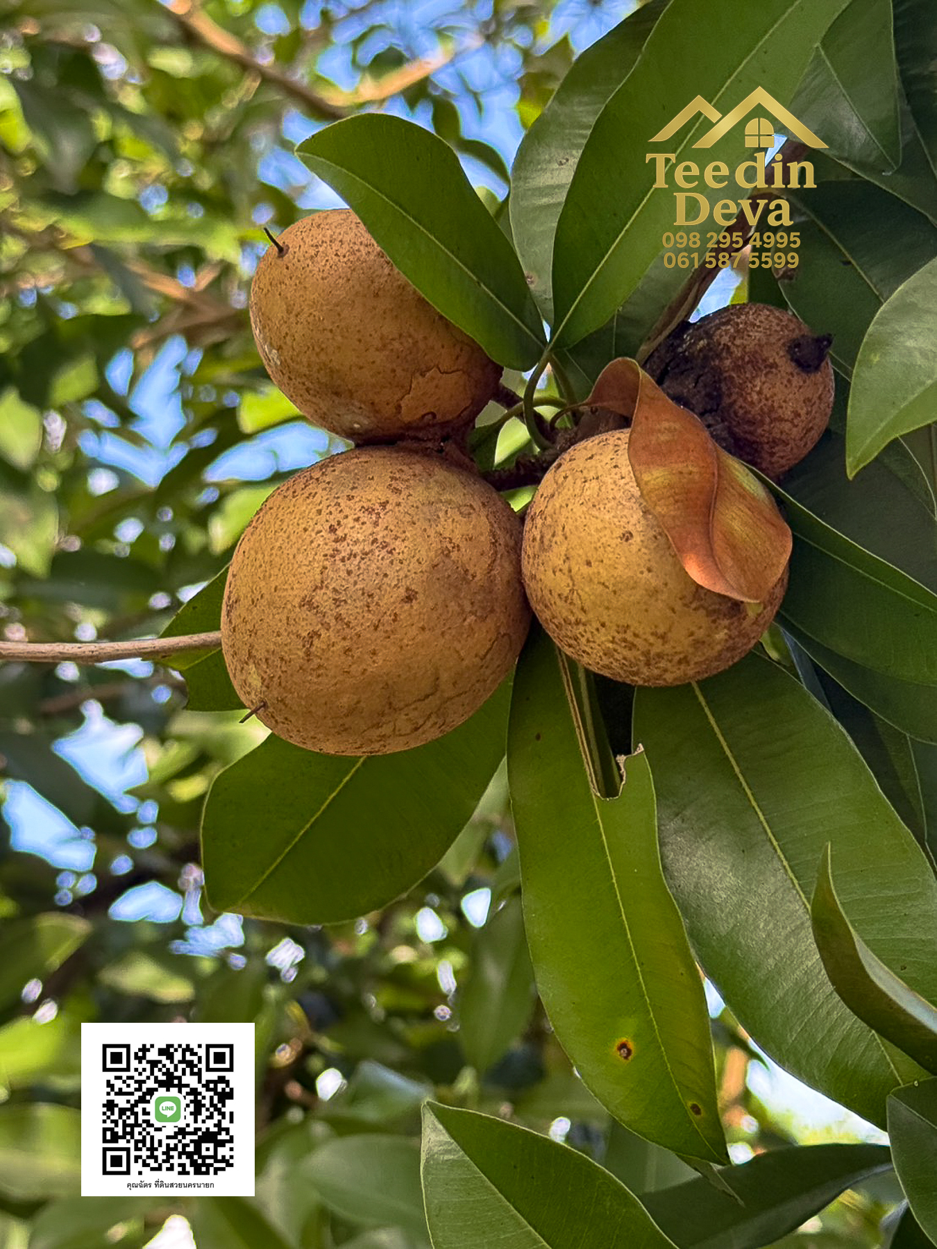 🌄 บ้านสวนผลไม้ในฝันกลางวิวเขาใหญ่ — 2 ไร่ 45 ตรว. ต.นาหินลาด อ.ปากพลี จ.นครนายก 🍃