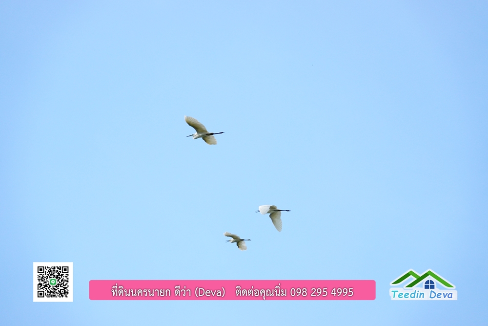 ที่ดินนครนายก โครงการ mountain 6