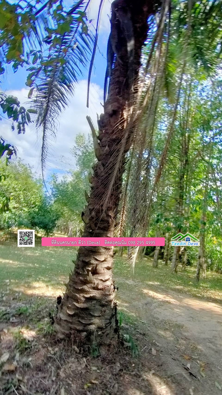 บ้านสวนผลไม้ ใกล้กับแหล่งท่องเที่ยว เจ้าของปลูกมะยงชิด ส้มโอ ต้นกฤษณา 20 ไร่ อยู่ติดถนนสายท่องเที่ยว สาริกา-นางรอง ต.สาริกา อ.เมือง จ.นครนายก