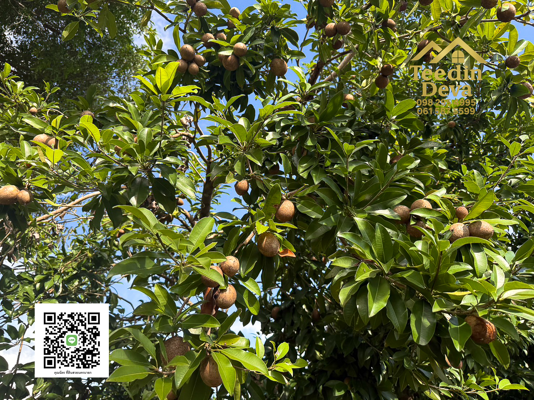 🌄 บ้านสวนผลไม้ในฝันกลางวิวเขาใหญ่ — 2 ไร่ 45 ตรว. ต.นาหินลาด อ.ปากพลี จ.นครนายก 🍃