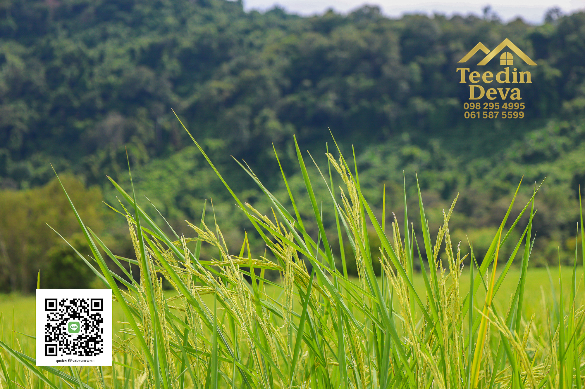 🏞️ “ที่ดินวิวเขาสุดตระการตา ใกล้เขาใหญ่เพียง 10 นาที — นาหินลาด อำเภอปากพลี จังหวัดนครนายก”