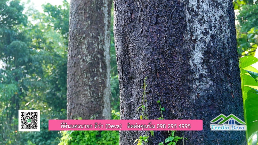 (ðī āļāļīāļāļāļēāļĢāļāļēāļĒ) āļāļĩāđāļāļīāļāļāļāļĢāļāļēāļĒāļ āļāļīāļāļĨāļģāļāļēāļĢ āļāļĨāļđāļāļāļĨāđāļĄāđ 8 āđāļĢāđ 2 āļāļēāļ āļ.āļŠāļēāļĢāļīāļāļē āļ.āđāļĄāļ·āļāļ āļ.āļāļāļĢāļāļēāļĒāļ