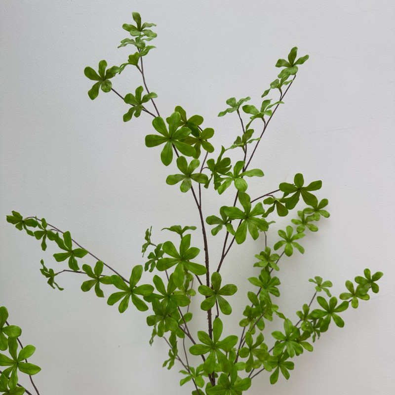 [พร้อมส่ง] Jnihouse : ต้น Japanese Bell ใส่กระถางดำสูง 150 cm