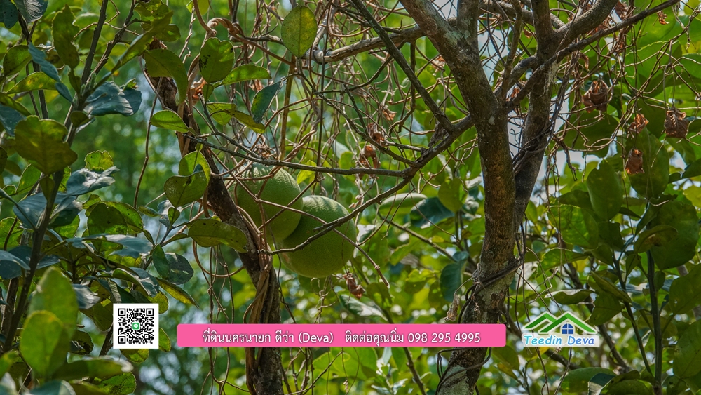 ขายสวนผลไม้ ทำเลดี ใกล้แหล่งท่องเที่ยว ขนาด 1-2-94 ไร่ ต.สาริกา อ.เมือง จ.นครนายก