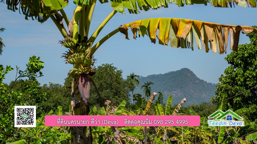 (ติดจอง) ที่ดินนครนายก บ้านสวน พร้อมที่ดิน ขนาด 1 ไร่ 1 งาน วิวภูเขาสวย อยู่ใกล้เขื่อนขุนด่านปราการชล