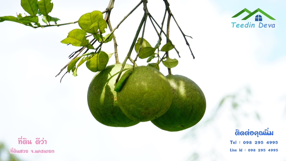 ที่ดินนครนายก สวนผลไม้ 2 ไร่ มีต้นพะยูง ต้นสักทอง ทุเรียน กาแฟ อยู่ใกล้เขื่อนขุนด่าน ต.สาริกา อ.เมือง จ.นครนายก