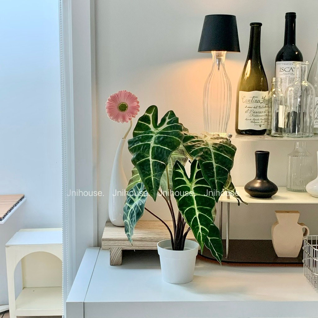 [พร้อมส่ง] Jnihouse : ต้นอโลคาเซีย ซานเดอเรียนาประดิษฐ์