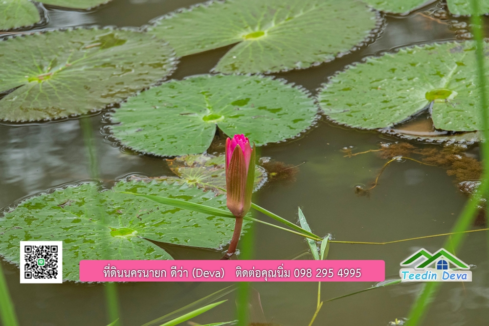 ขายบ้านสวน กลางนา วิวเขาใหญ่ ต.สาริกา อ.เมือง จ.นครนายก