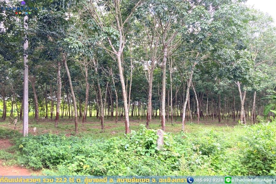 📣 ที่ดินสวย 22.2 ไร่ แปลงยาวสวย ซื้อเก็บลงทุนยาว ปลูกบ้าน ทำการเกษตร ทำสวน เลี้ยงปลาดีมาก ต.คู้ยายหมี อ.สนามชัยเขต จ.ฉะเชิงเทรา The Best ! | โทร. 085-992-9228
