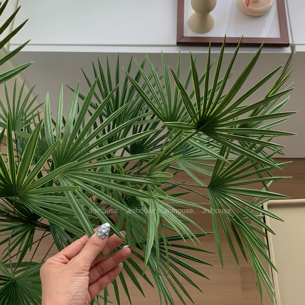 [พร้อมส่ง] Jnihouse : ต้นจั๋งประดิษฐ์ (Lady palm tree)