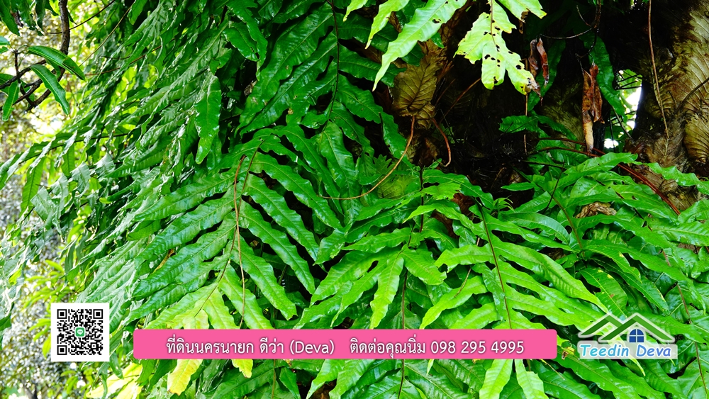 (ðī āļāļīāļāļāļēāļĢāļāļēāļĒ) āļāļĩāđāļāļīāļāļāļāļĢāļāļēāļĒāļ āļāļīāļāļĨāļģāļāļēāļĢ āļāļĨāļđāļāļāļĨāđāļĄāđ 8 āđāļĢāđ 2 āļāļēāļ āļ.āļŠāļēāļĢāļīāļāļē āļ.āđāļĄāļ·āļāļ āļ.āļāļāļĢāļāļēāļĒāļ