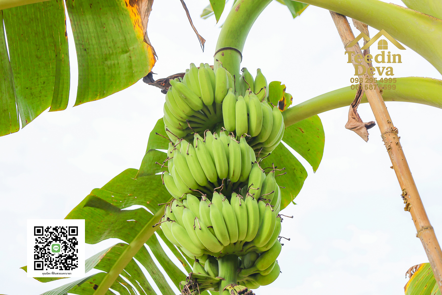 💭 ตื่นเช้าลมเย็น เห็นเขาใหญ่ตรงหน้า... ที่ดินสวนผลไม้ 2 ไร่ 3 งาน ต.นาหินลาด อ.ปากพลี จ.นครนายก