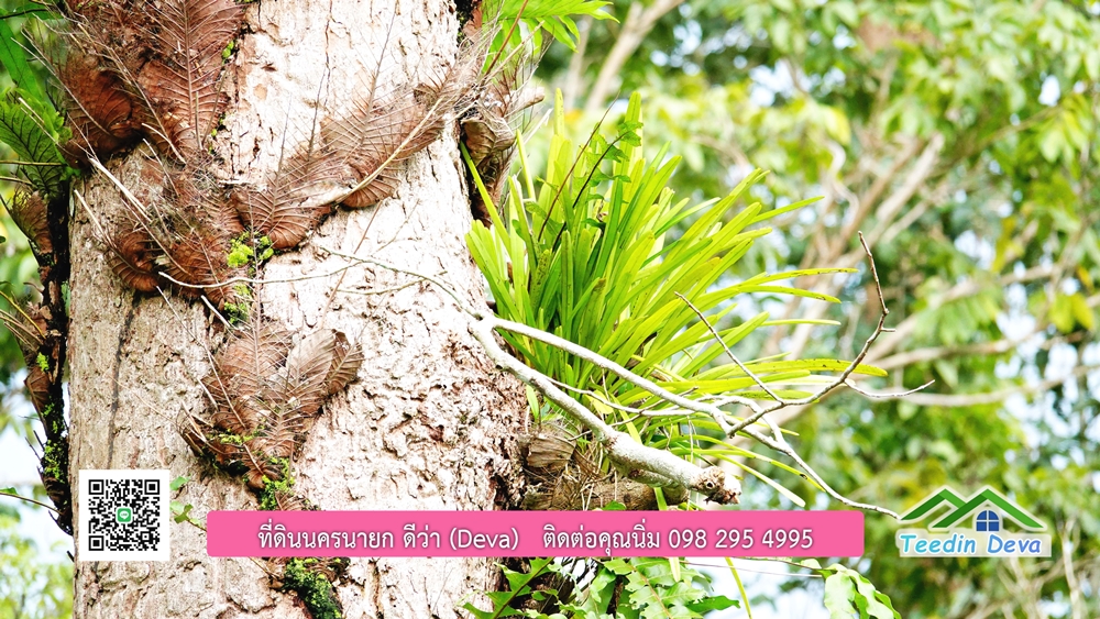 ที่ดินนครนายก ติดลำธารสวยๆ ที่ดินแปลงสวย 6 ไร่ ทำเลดี ในอ้อมกอดของขุนเขา ด้านหลังติดลำธารธรรมชาติ