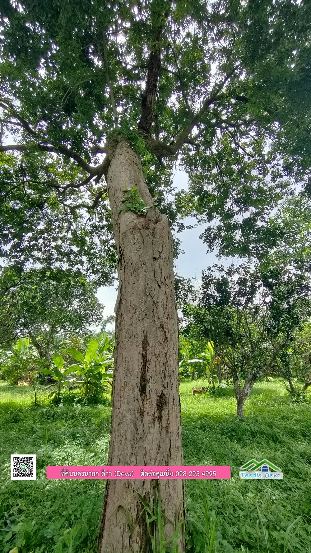 ที่ดินนครนายก สวนผลไม้ 2 ไร่ มีต้นพะยูง ต้นสักทอง ทุเรียน กาแฟ อยู่ใกล้เขื่อนขุนด่าน ต.สาริกา อ.เมือง จ.นครนายก