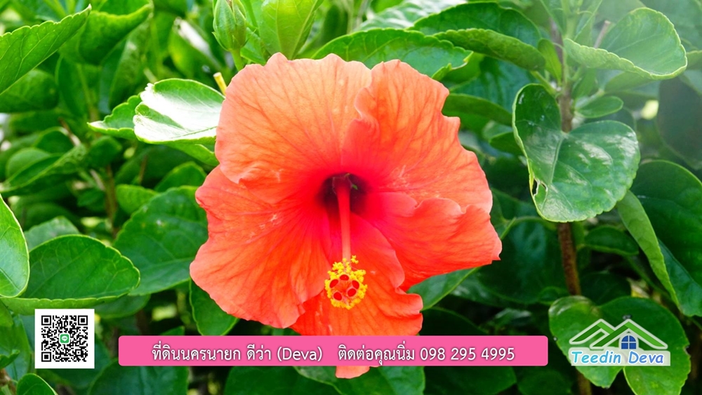 ที่ดินนครนายก โครงการ Mountain 3 อ.บ้านนา จ.นครนายก