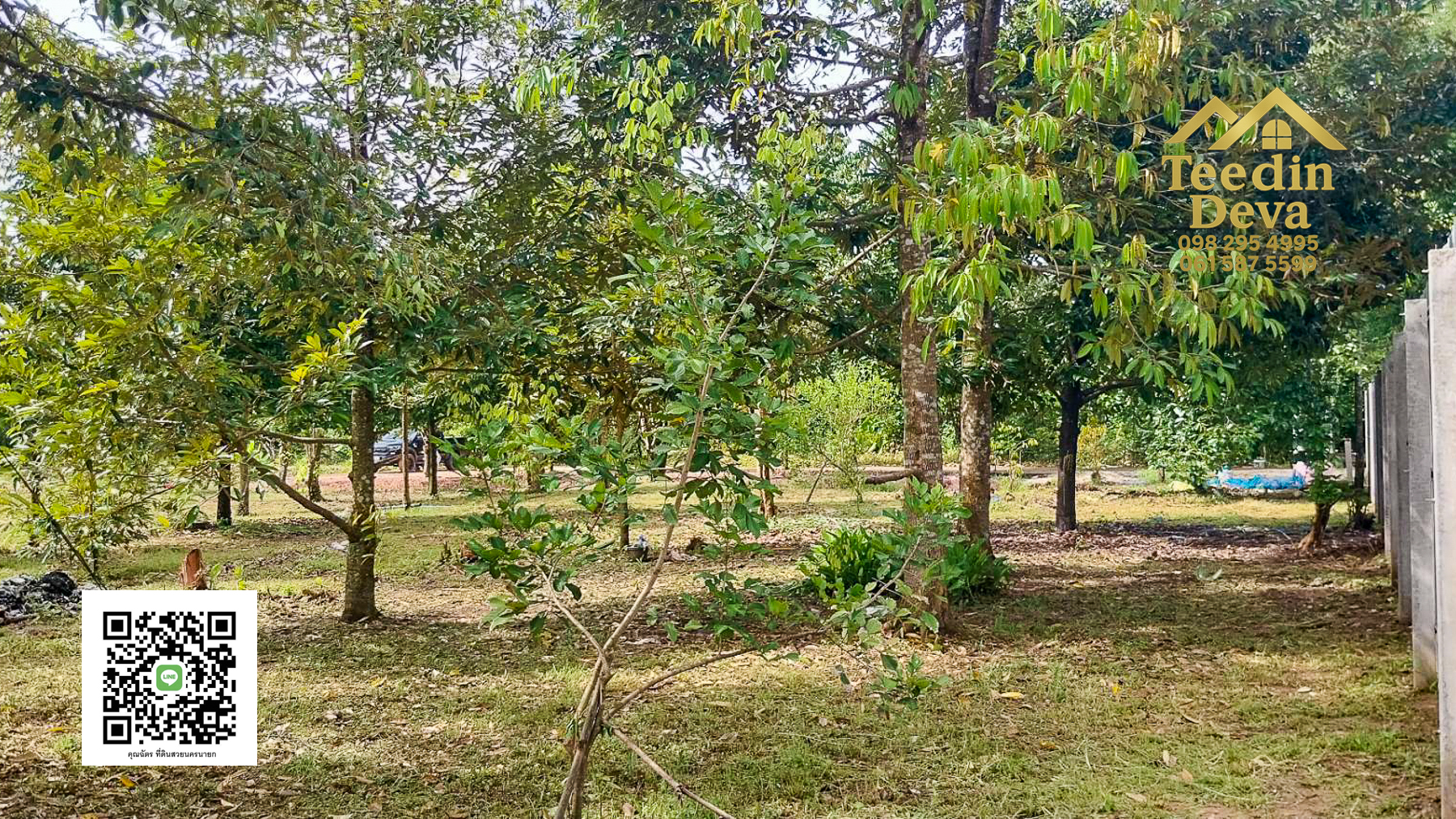 ที่ดินนครนายก สวนผลไม้ ทุเรียน มังคุด พร้อมเก็บเกี่ยว ขนาด 1 ไร่ ต.หินตั้ง อ.เมือง จ.นครนายก