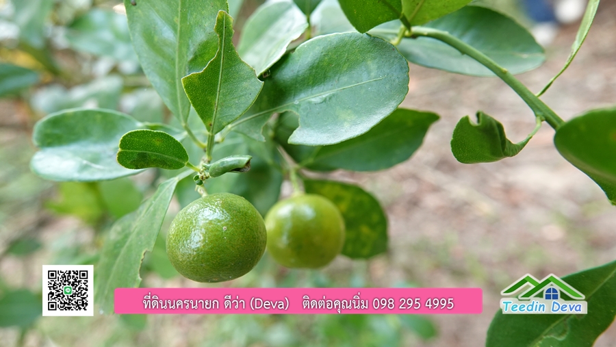 บ้านสวนผลไม้ สามารถเก็บผลผลิตได้เลย พื้นที่ 2 ไร่ 1 งาน อ.ปากพลี จ.นครนายก