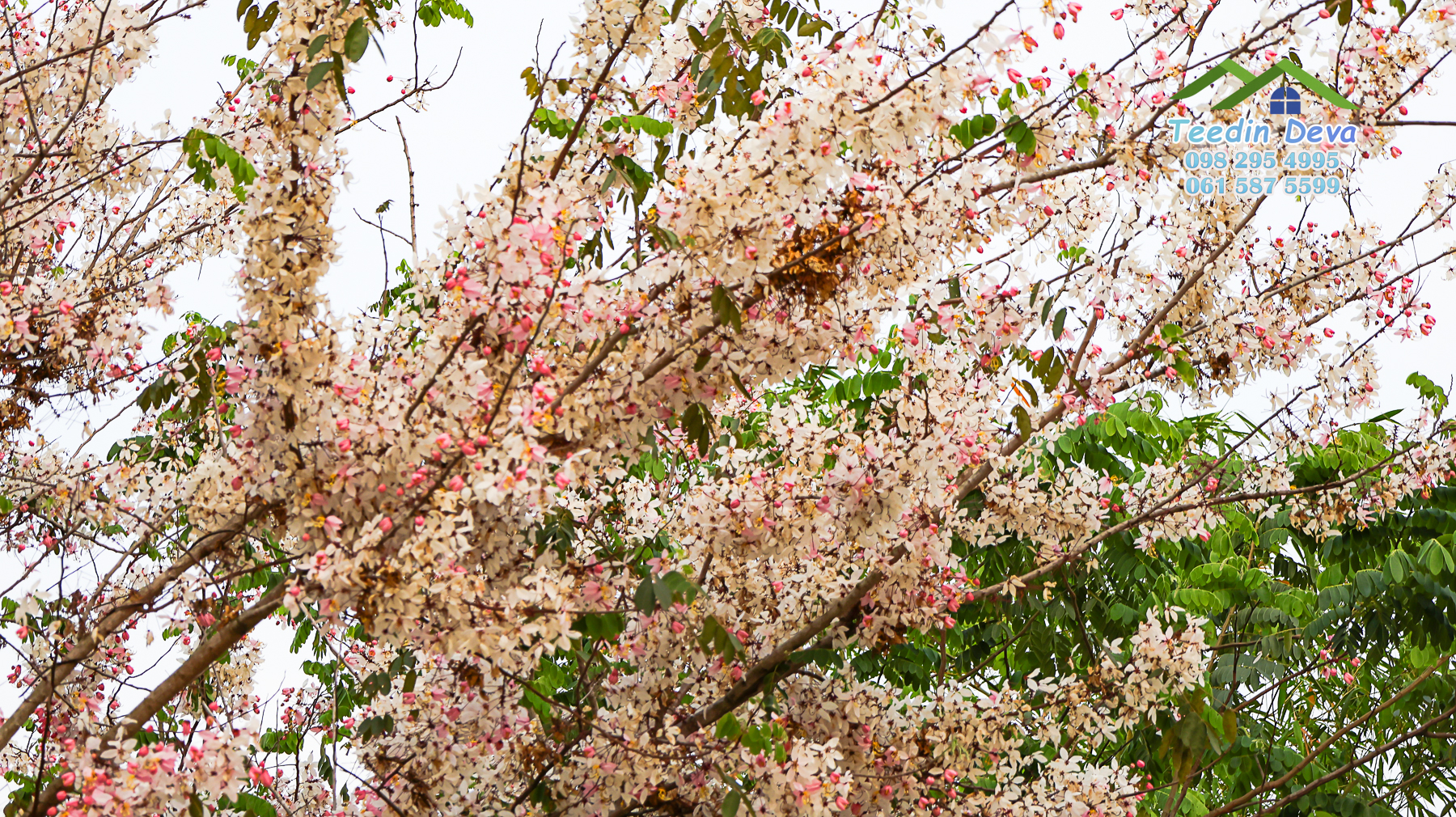 (ปิดการขาย) ที่ดินนครนายก ติดภูเขา ลำธารธรรมชาติไหลผ่านแปลง เนื้อที่ 10 ไร่ 1 งาน ต. สาริกา อ. เมือง จ.นครนายก