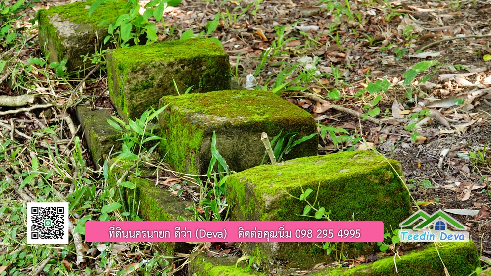 ที่ดินนครนายก สวนผลไม้ พื้นที่ 7 ไร่ ปลูกทุเรียน มังคุด ลองกอง มะยมชิด มีอาคาร 4 หลัง ด้านหน้าถนนสาธารณะ ด้านหลังติดอ่างเก็บน้ำ