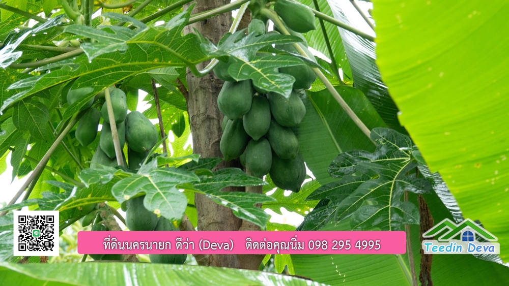 ที่ดินนครนายก สวนผลไม้ขนาดเล็ก 155 ตร.ว. ด้านหลังติดลำธาร