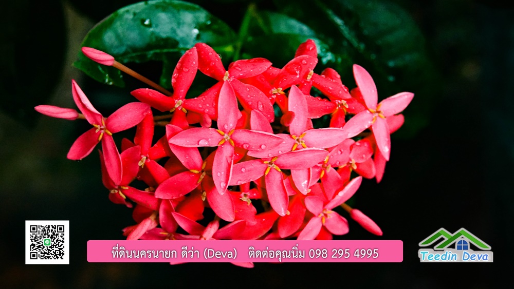 บ้านไทยประยุกต์ พร้อมสวนผลไม้ พืชผักสวนครัว ใกล้กับตัวเมืองนครนายก