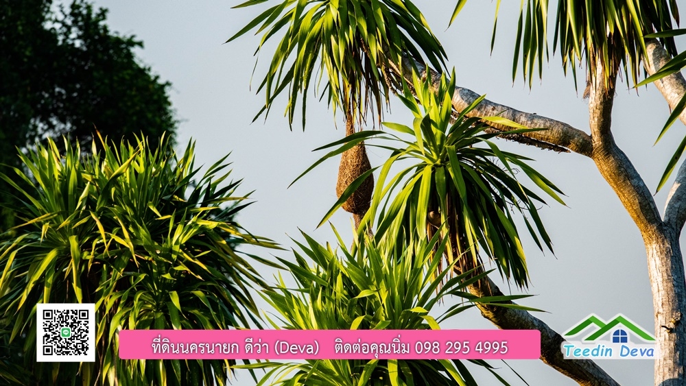 ขายบ้าน ทำเลธุรกิจ สามารถประยุกต์เป็นร้านอาหาร และคาเฟ่