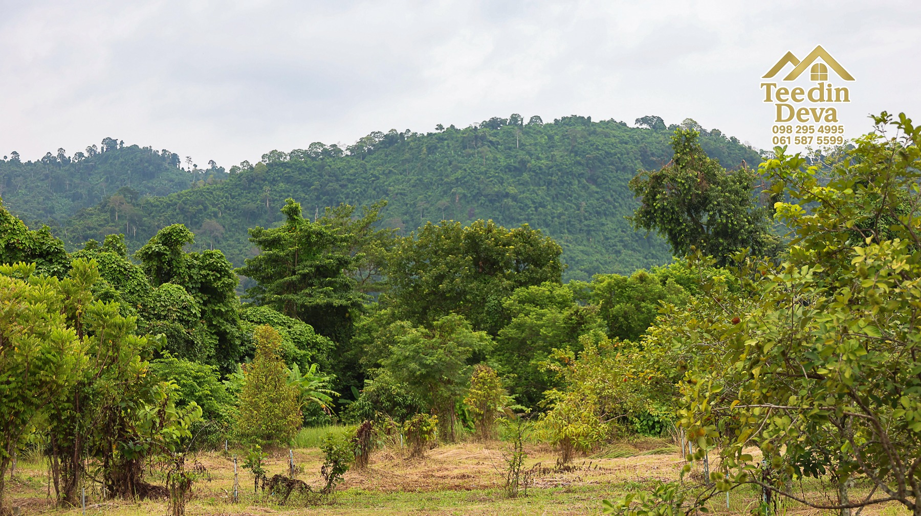 🌤 วิวภูเขาโอบล้อม ความสงบโอบใจ... ที่ดินสวนผลไม้ 120 ตร.ว. ต.หินตั้ง อ.เมือง จ.นครนายก 💛