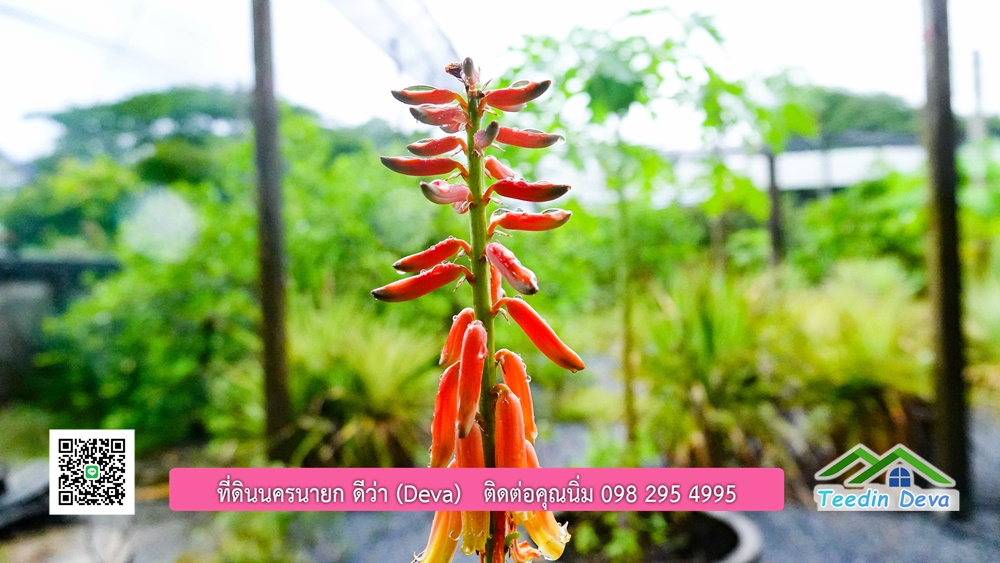 บ้านไทยประยุกต์ พร้อมสวนผลไม้ พืชผักสวนครัว ใกล้กับตัวเมืองนครนายก