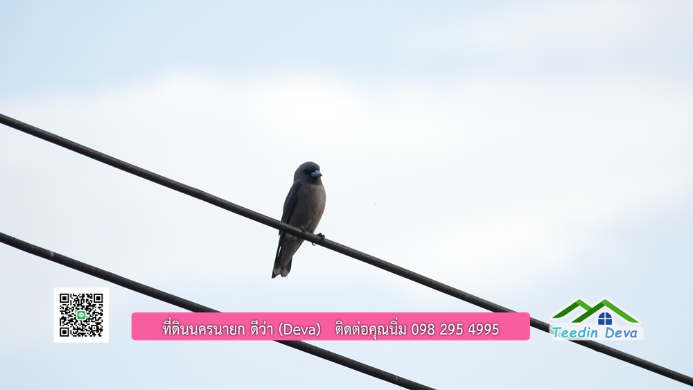 (🔴 ปิดการขาย) ที่ดินนครนายก วิวภูเขา 21 ไร่ 54 ตร.ว. โฉนดครุฑแดง ⭐ เหมาะกับเก็บไว้เก็งกำไร