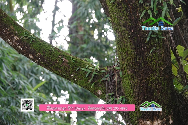 🌳 ที่ดินแปลงสวย 1 ไร่ 21 ตร.ว ใกล้กับแม่น้ำนครนายก บรรยากาศดี ร่มรื่น มีต้นไม้ใหญ่ในแปลง โฉนดครุฑแดง