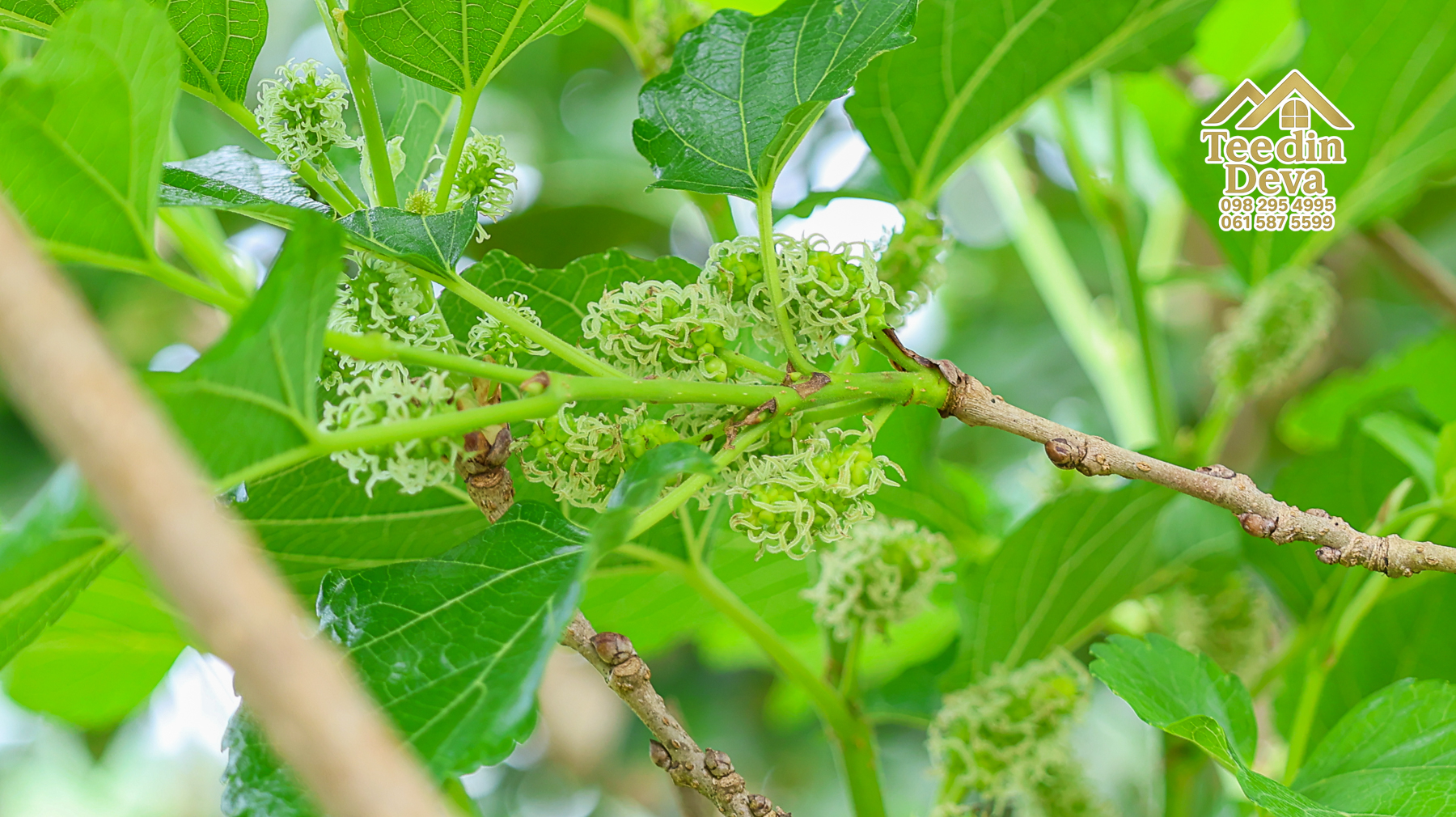 🏡 บ้านพร้อมที่ดินวิวภูเขา 1 ไร่ 3 งาน 45 ตรว. – ต.เขาพระ อ.เมือง จ.นครนายก 🌿