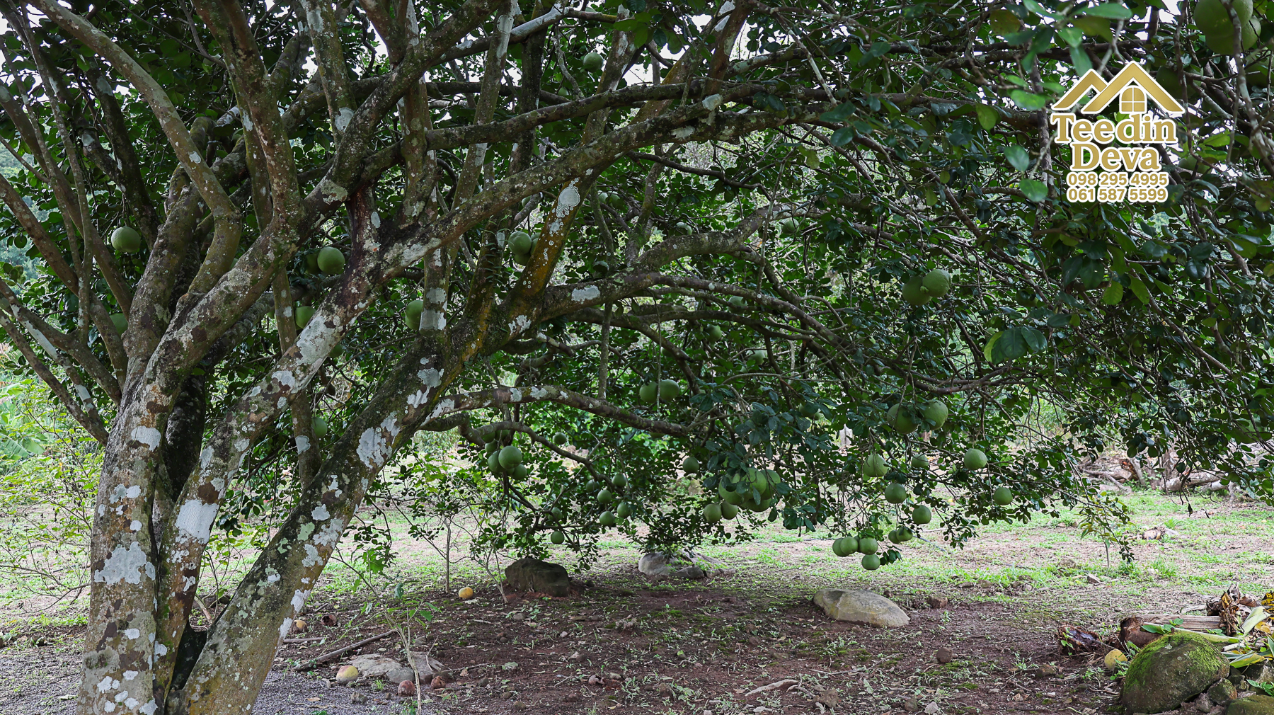 ที่ดินติดภูเขา เนินสวย พร้อมพัฒนารีสอร์ทหรือพูลวิลล่า 1 ไร่ ต.เขาพระ อ.เมือง จ.นครนายก 🏡