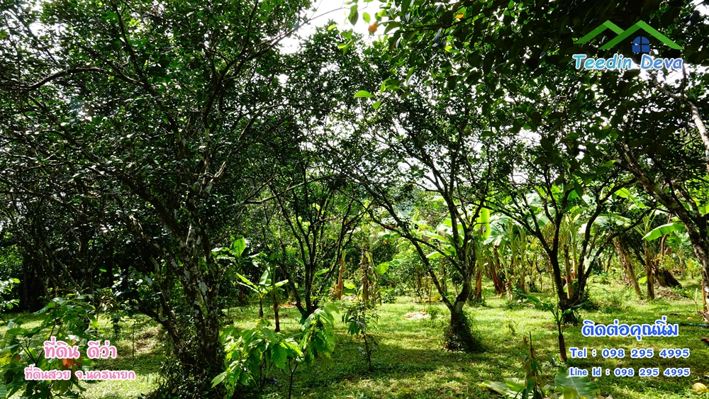 ที่ดินนครนายก สวนผลไม้ 2 ไร่ มีต้นพะยูง ต้นสักทอง ทุเรียน กาแฟ อยู่ใกล้เขื่อนขุนด่าน ต.สาริกา อ.เมือง จ.นครนายก