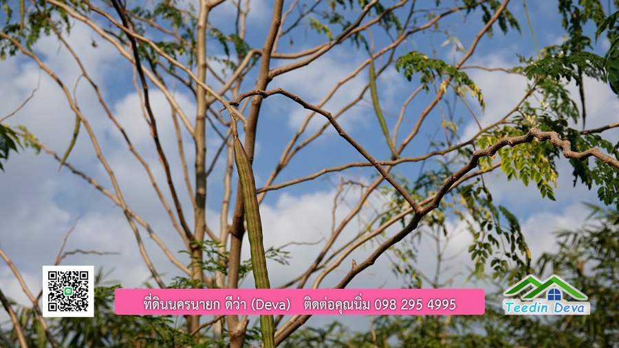 บ้านสวนผลไม้ สามารถเก็บผลผลิตได้เลย พื้นที่ 2 ไร่ 1 งาน อ.ปากพลี จ.นครนายก