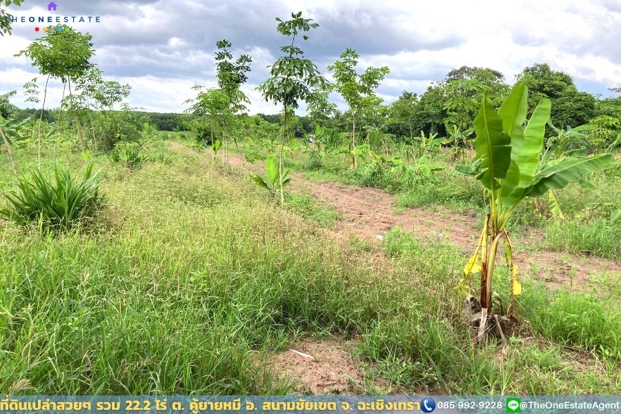 📣 ที่ดินสวย 22.2 ไร่ แปลงยาวสวย ซื้อเก็บลงทุนยาว ปลูกบ้าน ทำการเกษตร ทำสวน เลี้ยงปลาดีมาก ต.คู้ยายหมี อ.สนามชัยเขต จ.ฉะเชิงเทรา The Best ! | โทร. 085-992-9228