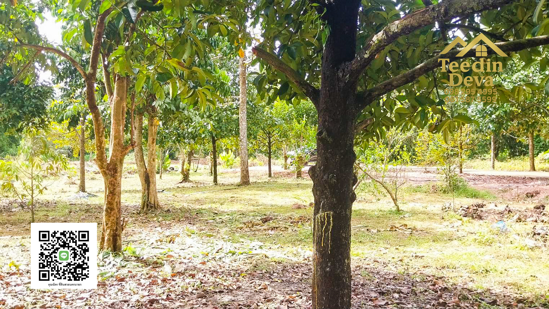 ที่ดินนครนายก สวนผลไม้ ทุเรียน มังคุด พร้อมเก็บเกี่ยว ขนาด 1 ไร่ ต.หินตั้ง อ.เมือง จ.นครนายก