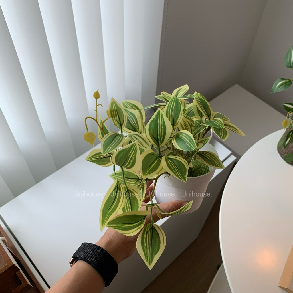 [พร้อมส่ง] Jnihouse : (รุ่นสั้น)ต้นก้ามปูด่างประดิษฐ์+กระถางพลาสติกขาว