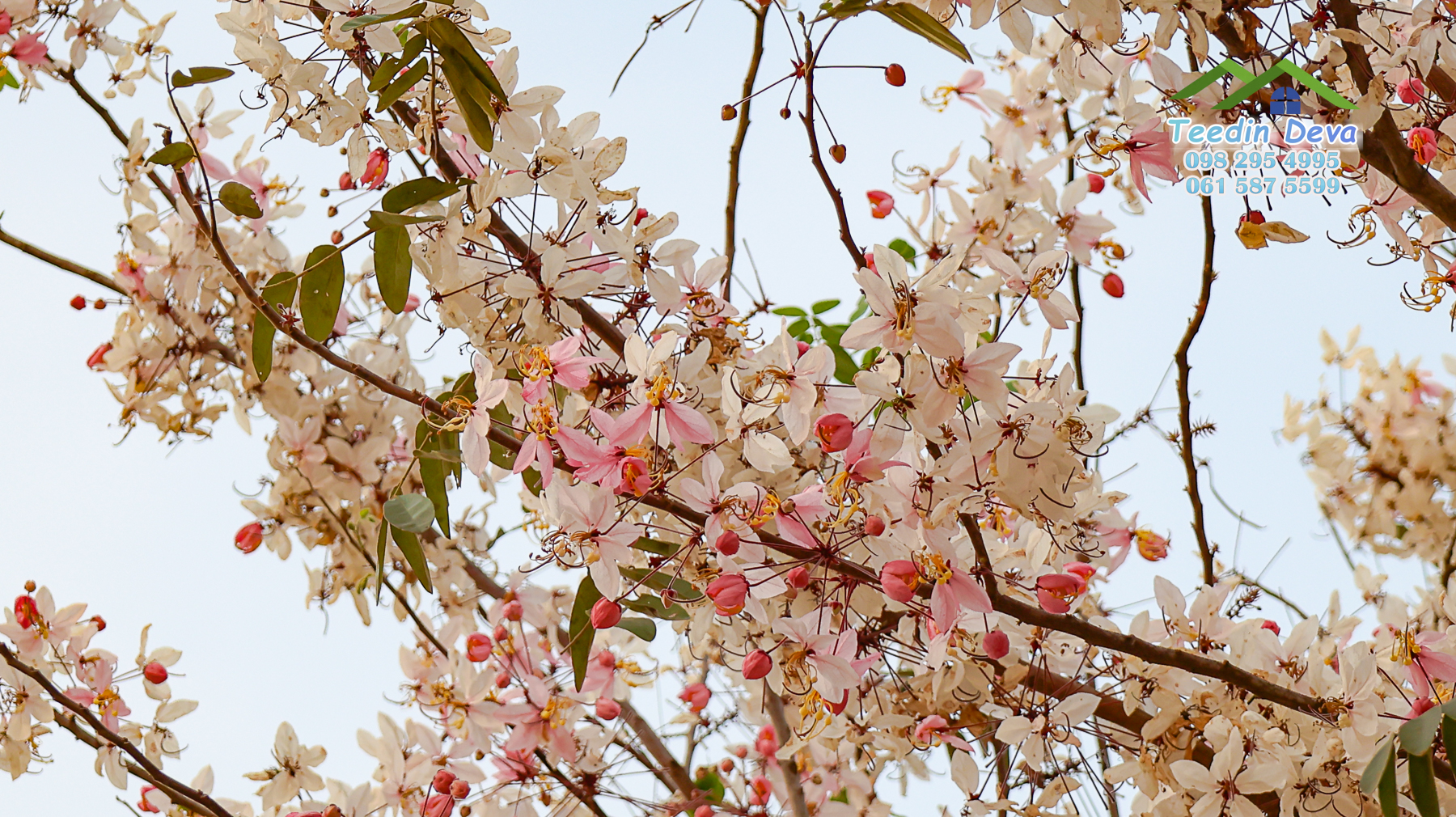 (ปิดการขาย) ที่ดินนครนายก ติดภูเขา ลำธารธรรมชาติไหลผ่านแปลง เนื้อที่ 10 ไร่ 1 งาน ต. สาริกา อ. เมือง จ.นครนายก