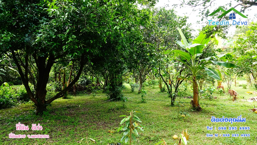 ที่ดินนครนายก สวนผลไม้ 2 ไร่ มีต้นพะยูง ต้นสักทอง ทุเรียน กาแฟ อยู่ใกล้เขื่อนขุนด่าน ต.สาริกา อ.เมือง จ.นครนายก