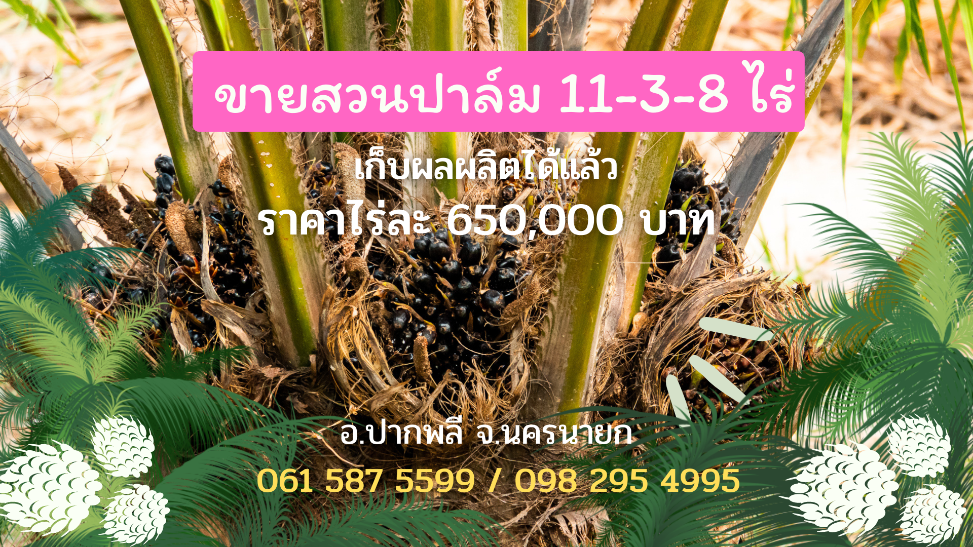 ขายที่ดิน สวนปาล์ม แปลงสวย ทำเลดี เนื้อที่ 11-3-8 ไร่ ให้ผลผลิตแล้ว อ.ปากพลี จ.นครนายก