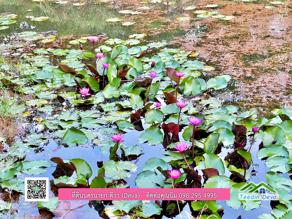 ขายบ้านสวน เนื้อที่ 6 ไร่ ต.ดงละคร อ.เมือง จ.นครนายก เอกสารสิทธิ: โฉนดครุฑแดง พร้อมโอน