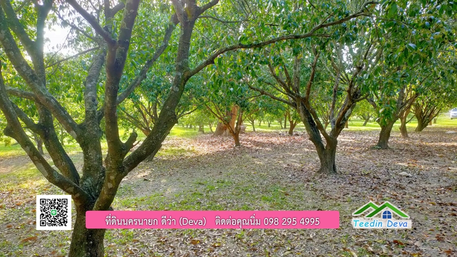 ขายสวนมะยงชิดพันธุ์ทูลเกล้า ขนาด 7 ไร่ ทำเลดีเยี่ยม ติดถนนลาดยาง ต.เขาเพิ่ม อ.บ้านนา จ.นครนายก