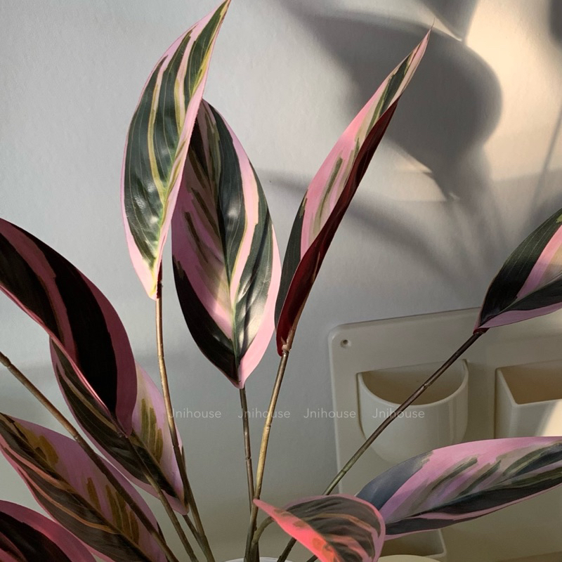 [พร้อมส่ง] Jnihouse : ต้นคล้าปลอม (Calatheas)