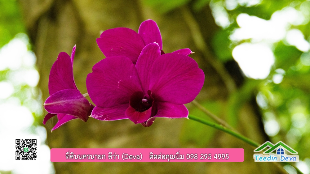 ขายบ้านสวน กลางนา วิวเขาใหญ่ ต.สาริกา อ.เมือง จ.นครนายก