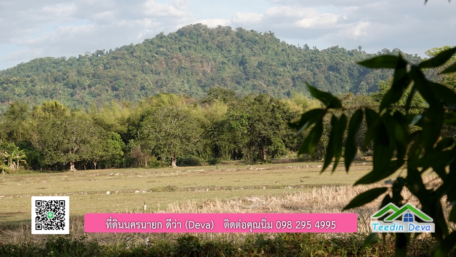 บ้านสวนผลไม้ สามารถเก็บผลผลิตได้เลย พื้นที่ 2 ไร่ 1 งาน อ.ปากพลี จ.นครนายก