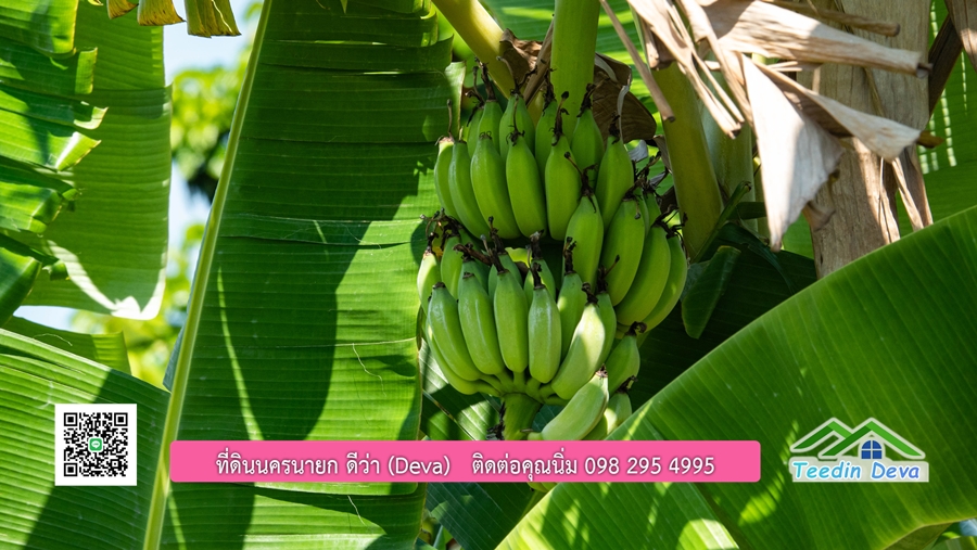 (ติดจอง) ที่ดินนครนายก บ้านสวน พร้อมที่ดิน ขนาด 1 ไร่ 1 งาน วิวภูเขาสวย อยู่ใกล้เขื่อนขุนด่านปราการชล