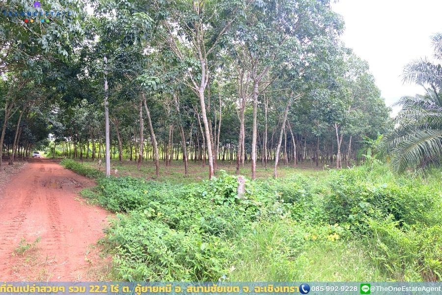 📣 ที่ดินสวย 22.2 ไร่ แปลงยาวสวย ซื้อเก็บลงทุนยาว ปลูกบ้าน ทำการเกษตร ทำสวน เลี้ยงปลาดีมาก ต.คู้ยายหมี อ.สนามชัยเขต จ.ฉะเชิงเทรา The Best ! | โทร. 085-992-9228