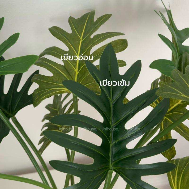 [พร้อมส่ง] Jnihouse : กิ่งต้นซานาดู (Xanadu Plant)(Tree)