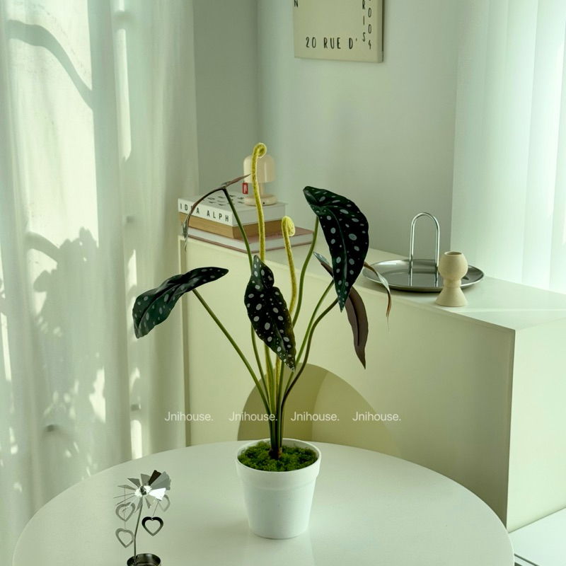 [พร้อมส่ง] Jnihouse : ต้นไม้ประดิษฐ์บีโกเนียลายจุด (Artificial Begonia Maculata Tree)